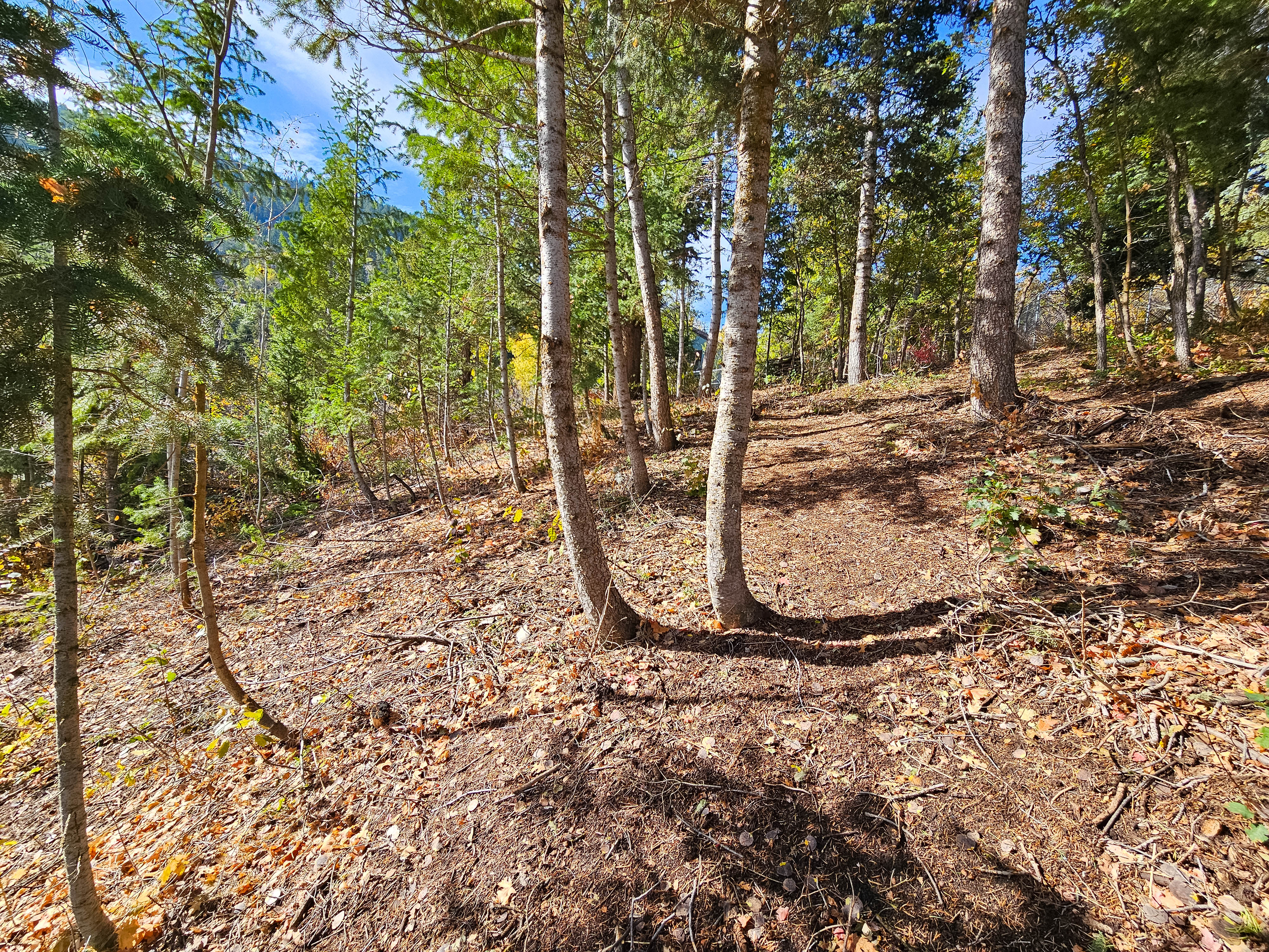 View of local wilderness