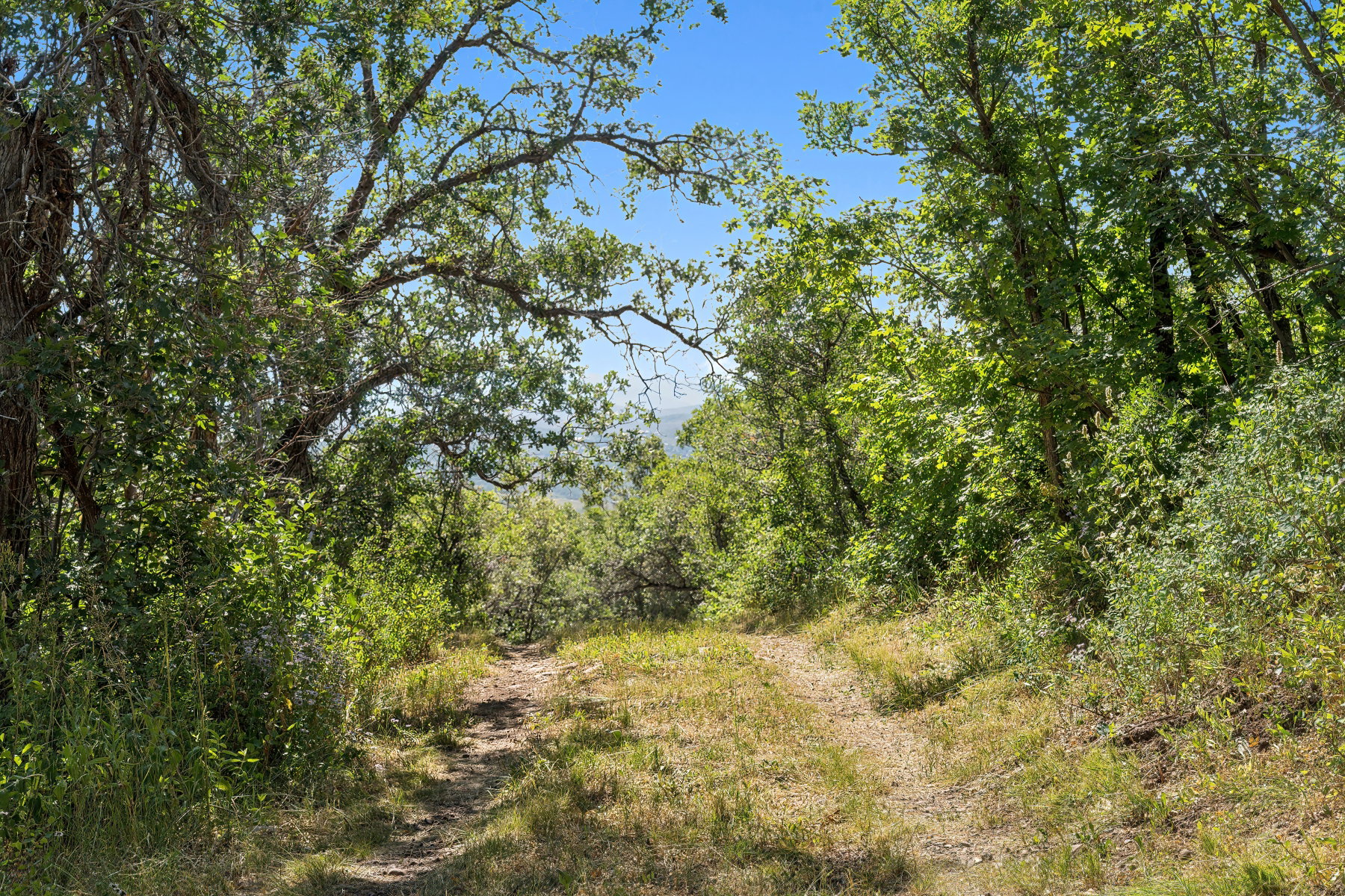 View of tree filled area