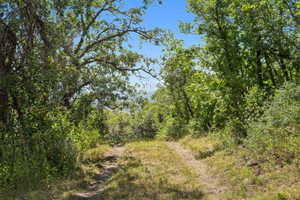 View of tree filled area