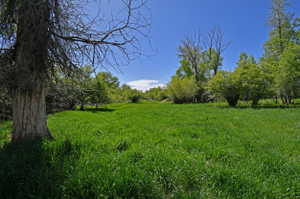 View of local wilderness