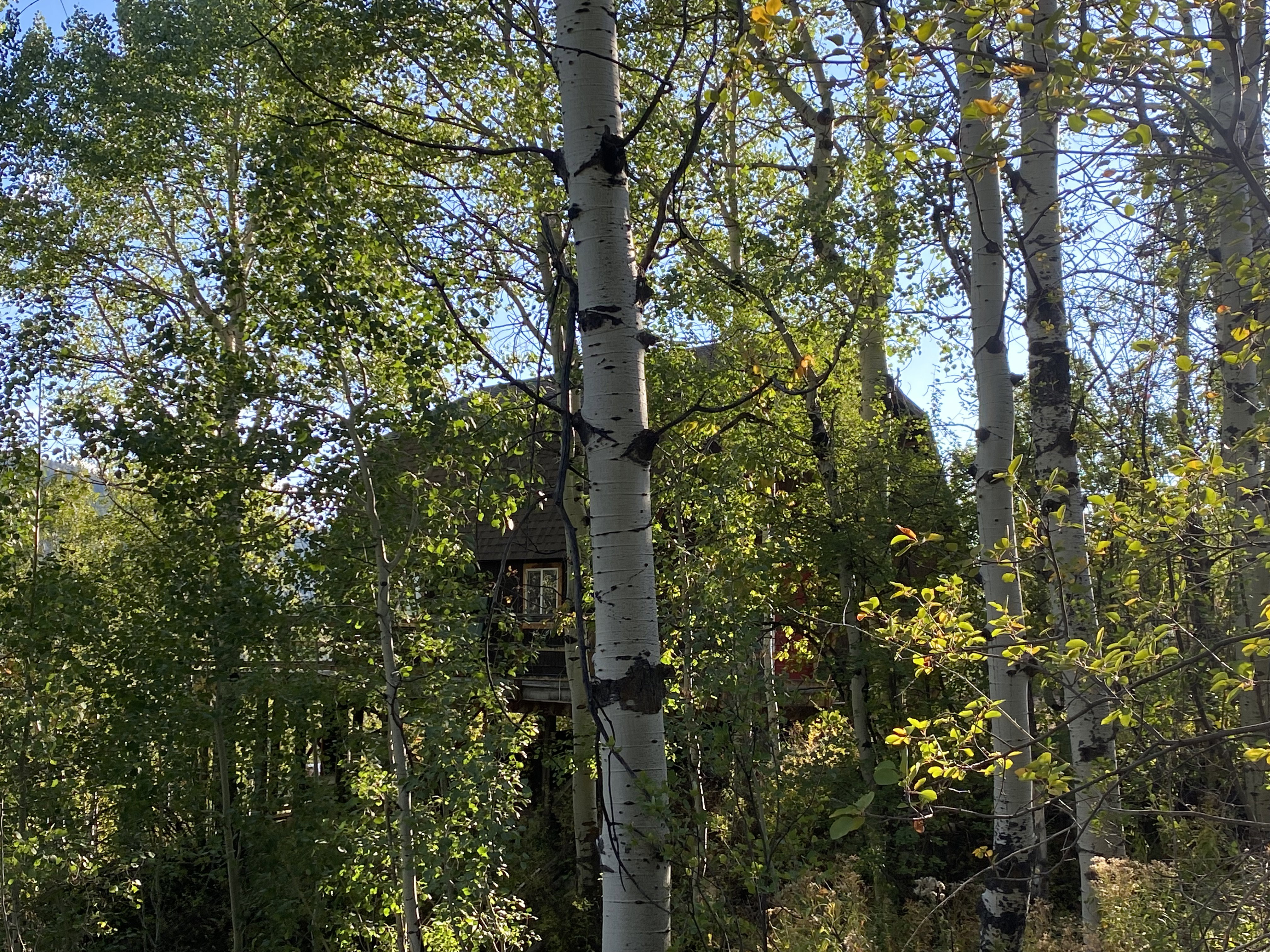 Exterior view of a forest