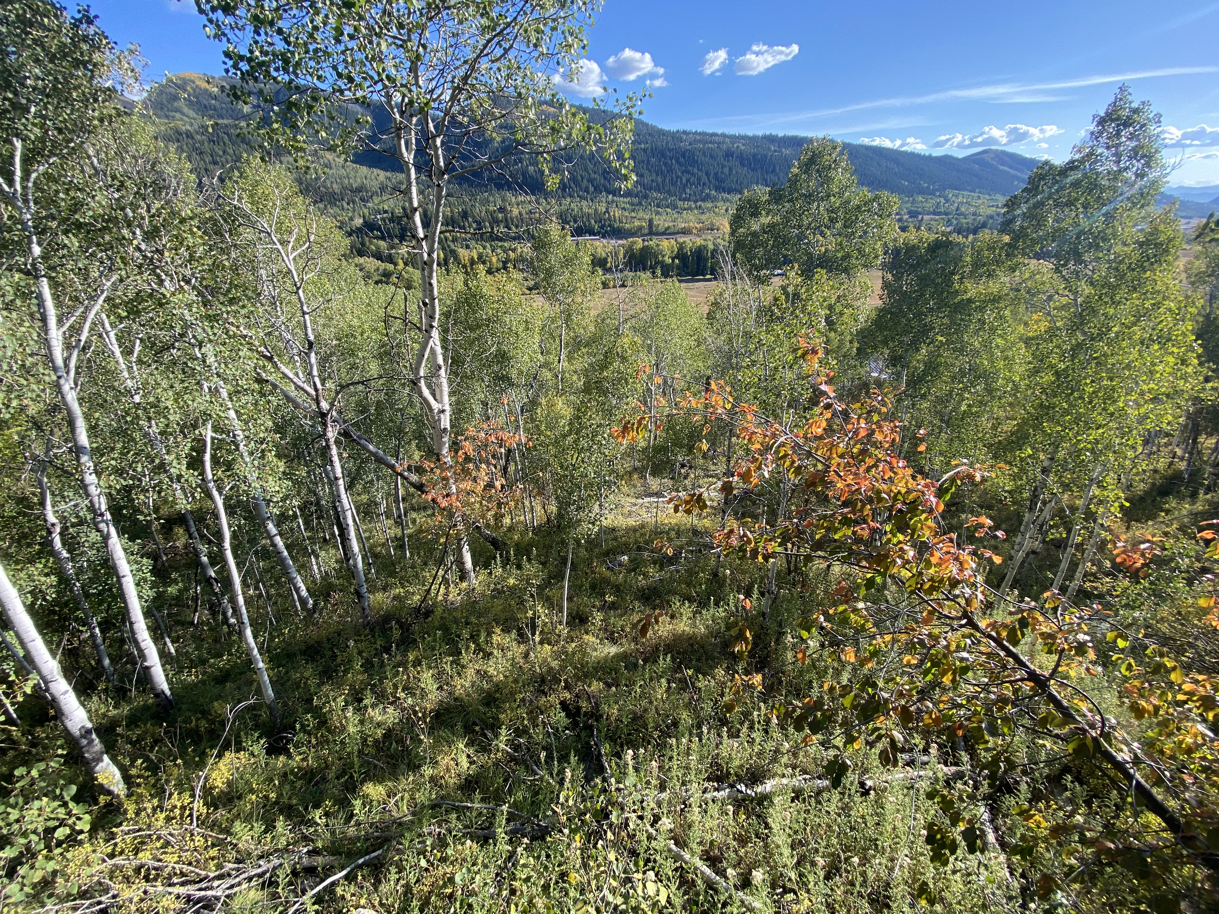 View off of back deck.