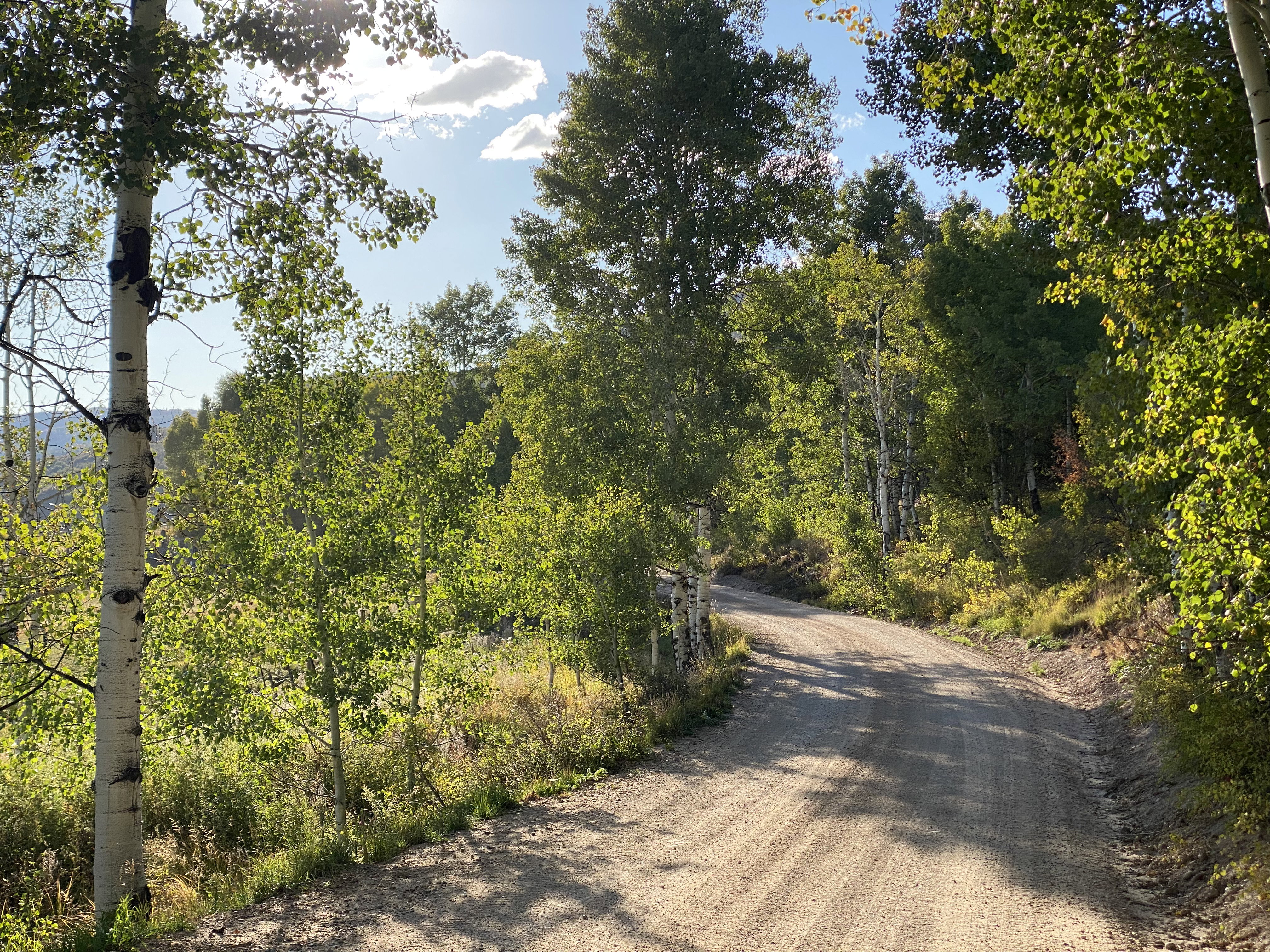 Road going to the cabin.
