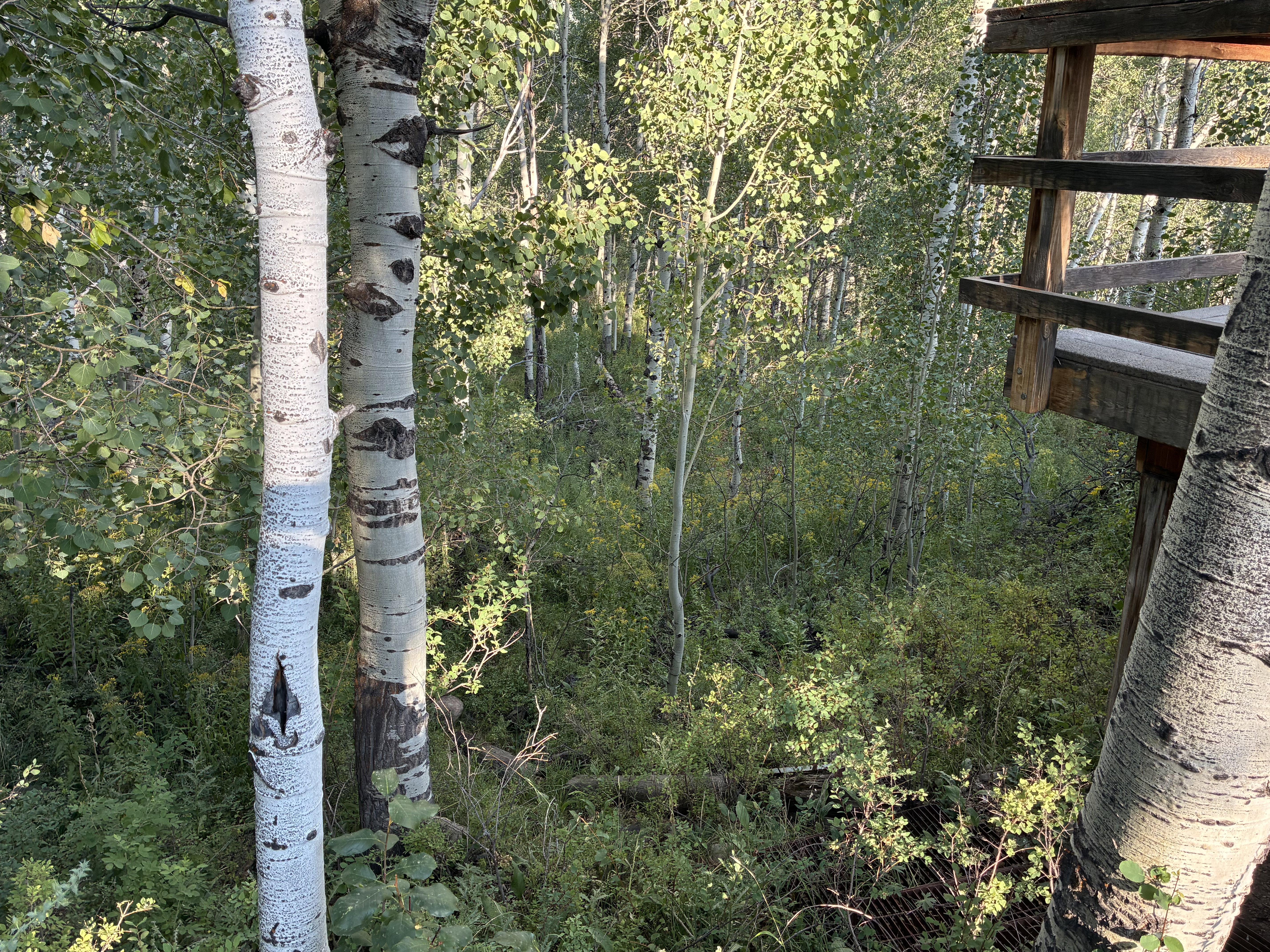 Side of cabin looking at wooded area.