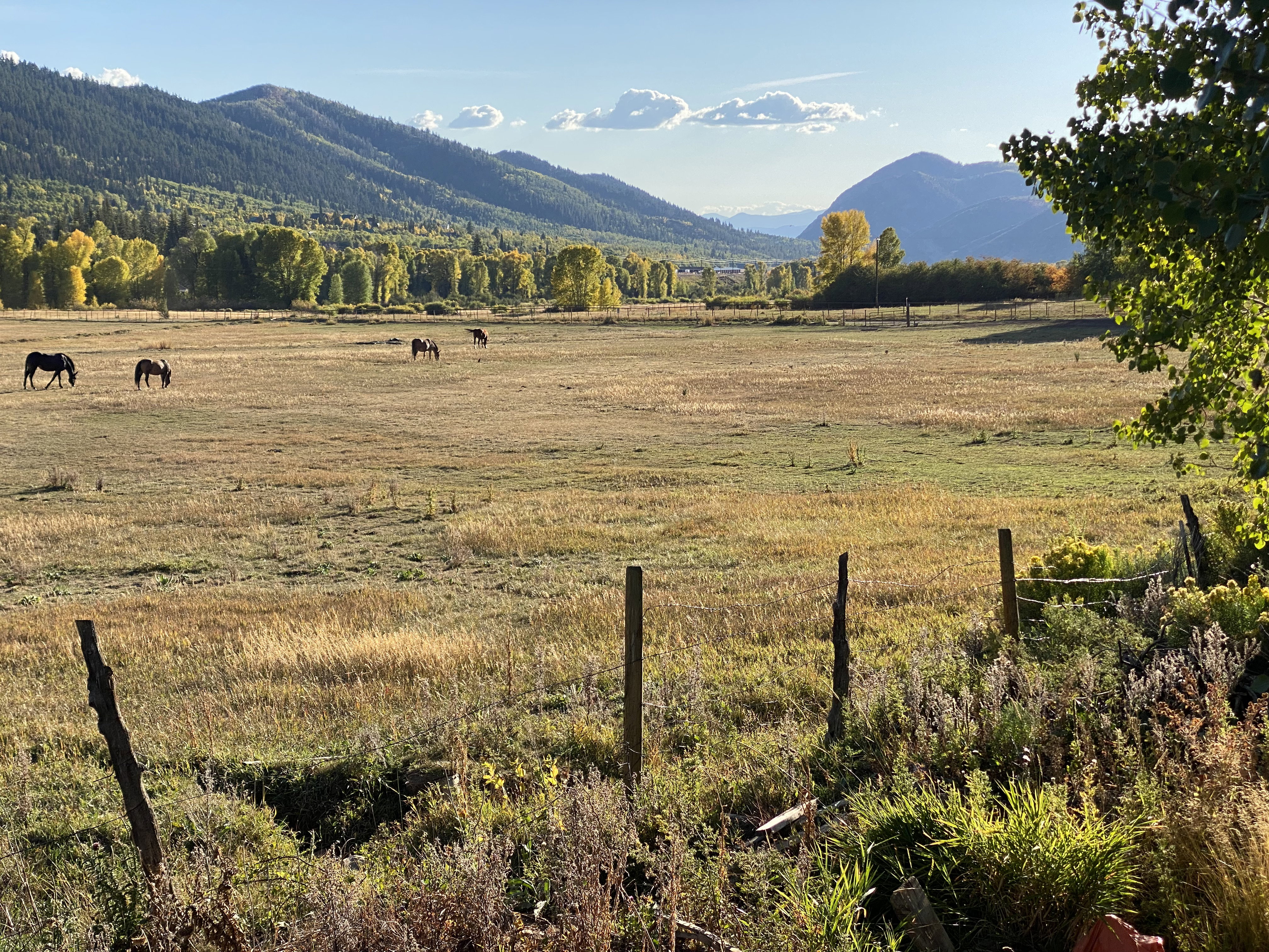 View of horse pasture below the cabin.