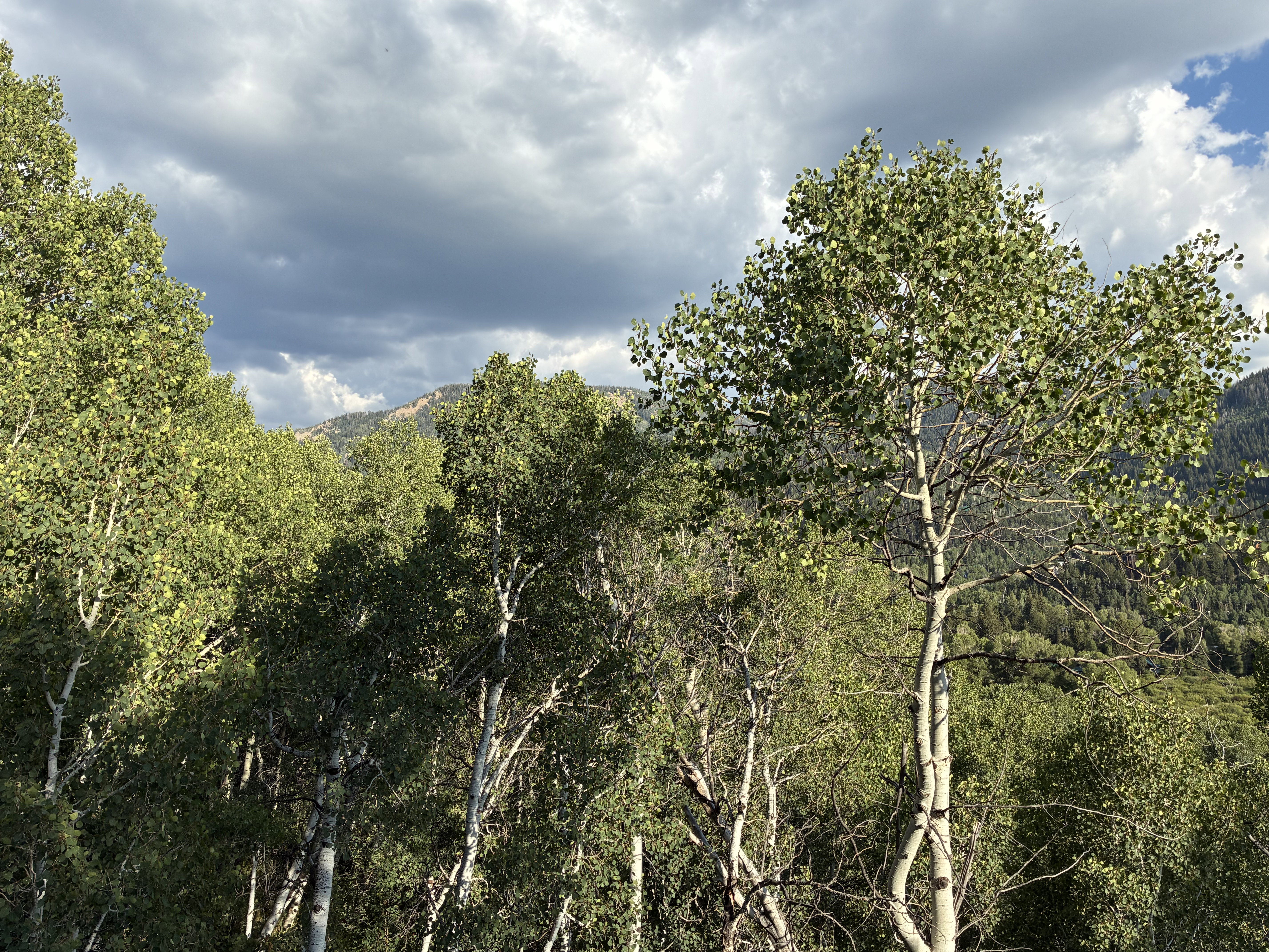 View of woods