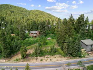 Bird's eye view of a forest