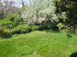 View of green lawn with view of scattered trees