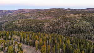 Expansive forested landscape featuring a mix of mature coniferous and deciduous trees, with undulating terrain