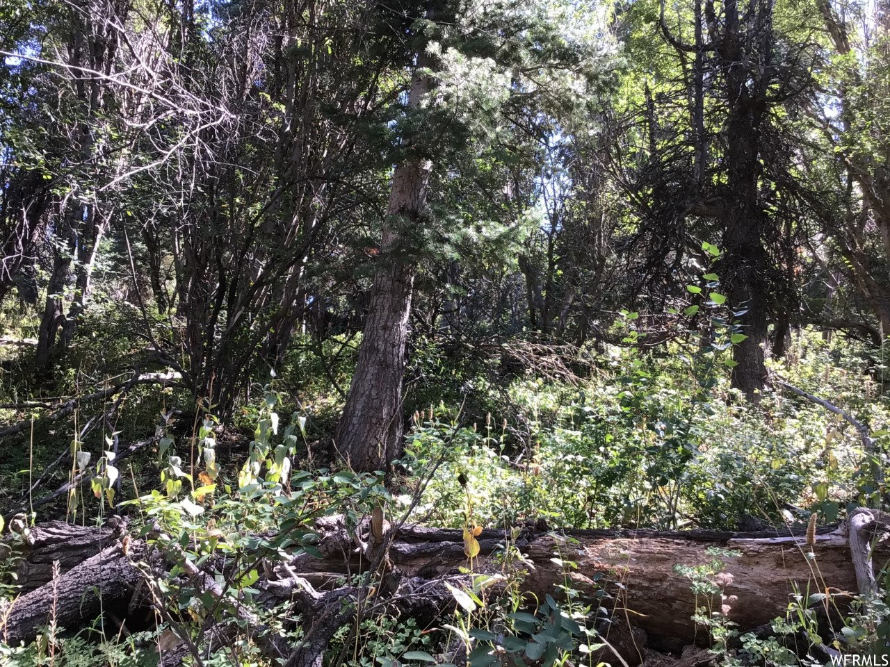 View of nature