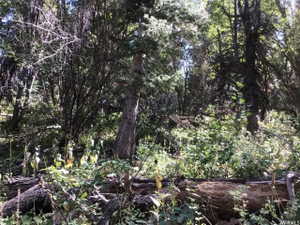View of nature