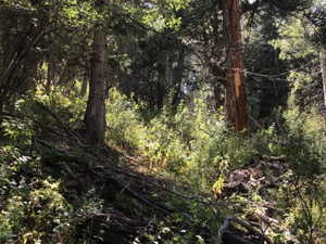 View of wooded area