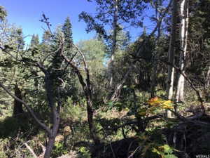 View of woods