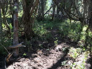 View of undeveloped land