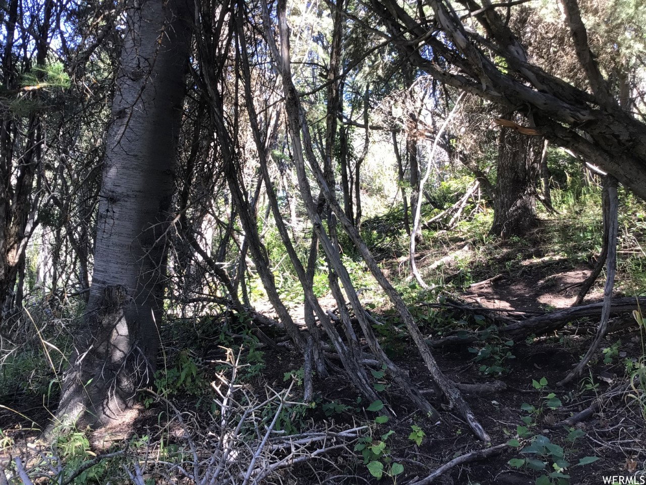 View of local wilderness