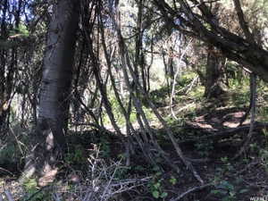 View of local wilderness