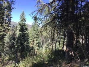 View of nature