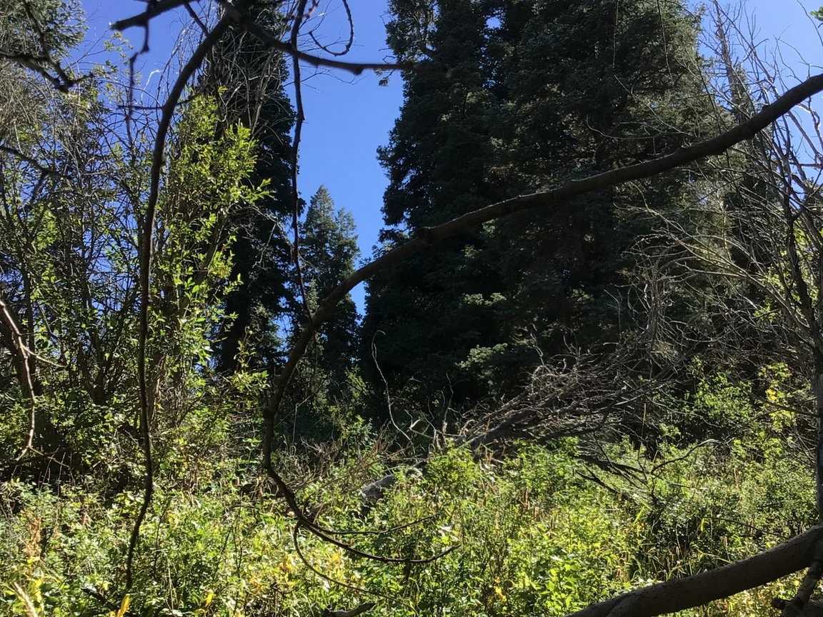 View of undeveloped land