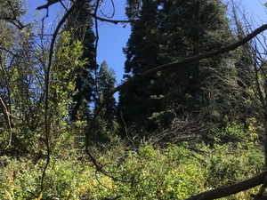 View of undeveloped land