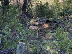 View of woods