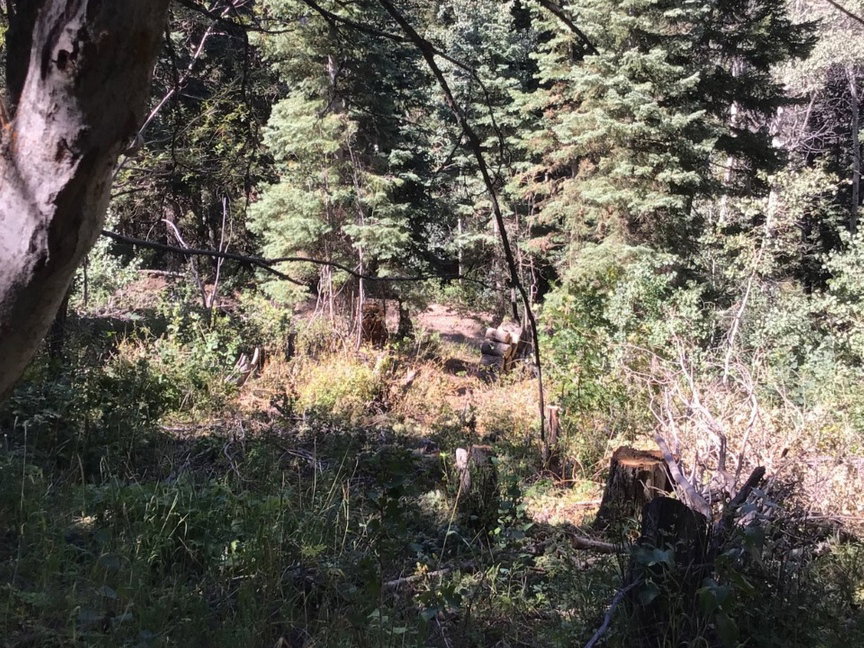 View of woods
