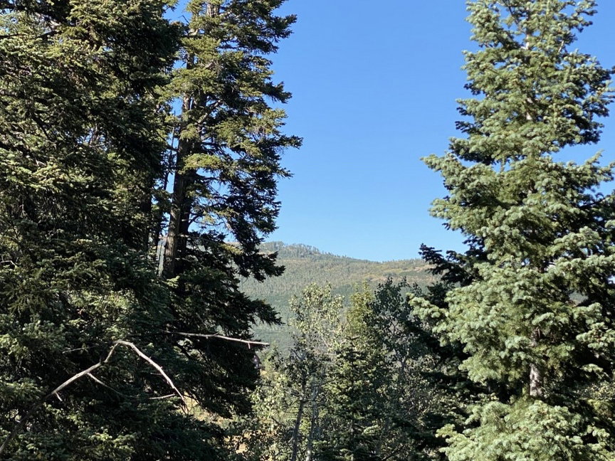 View of mountain background featuring a forest
