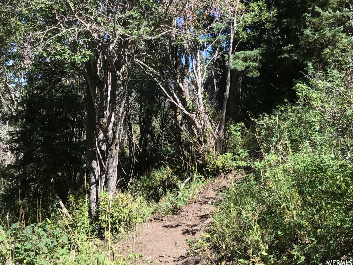 View of local wilderness