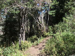View of local wilderness