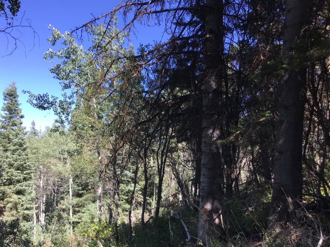 View of tree filled area