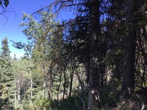 View of tree filled area