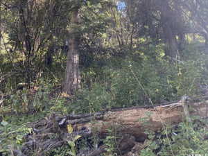 View of undeveloped land