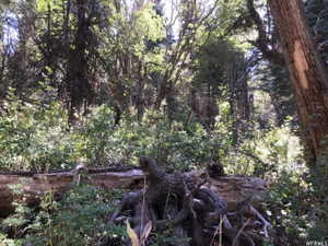 View of woods