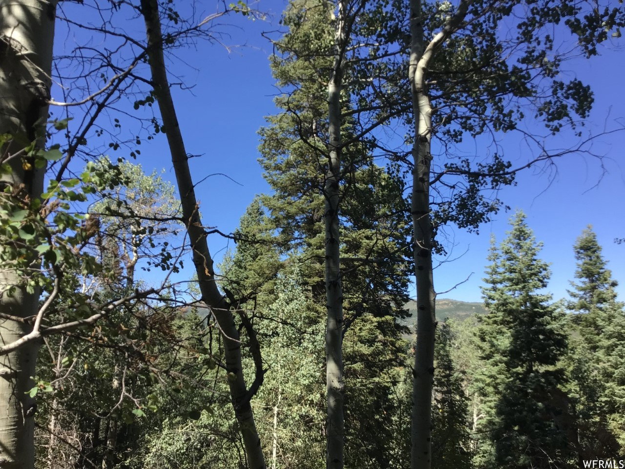 Exterior view of a heavily wooded area