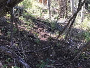 View of local wilderness
