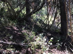 View of nature