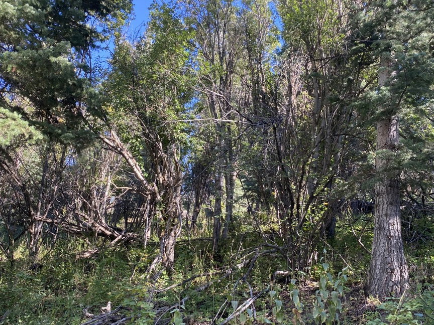 View of local wilderness