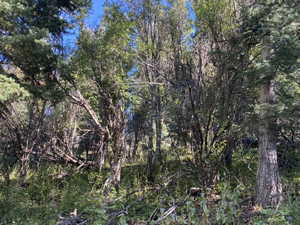View of local wilderness