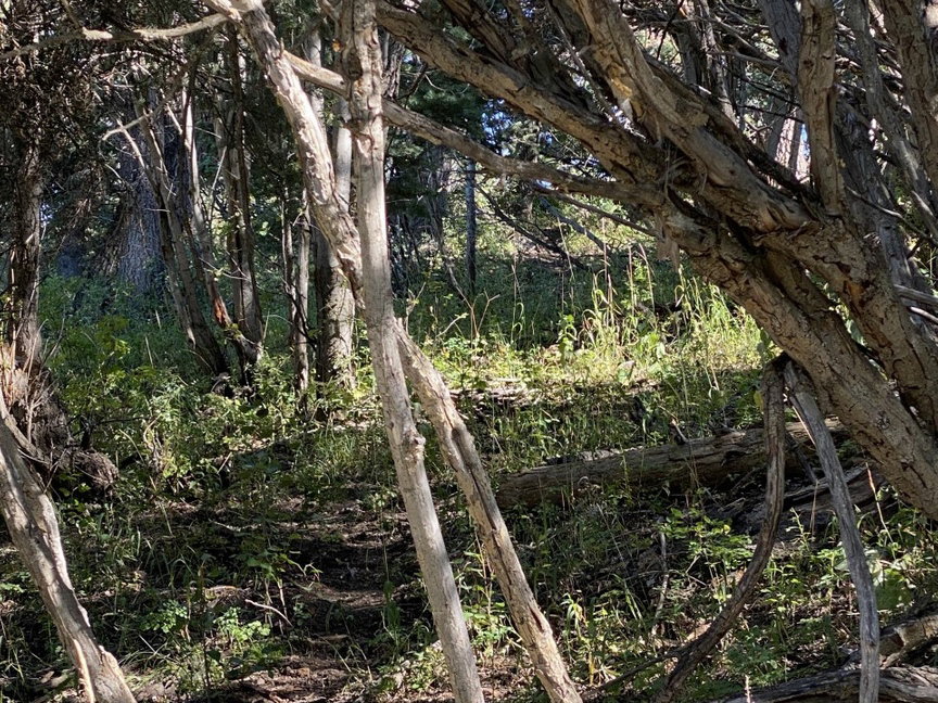 View of nature