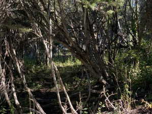 View of undeveloped land