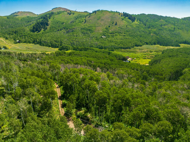 Expansive forested landscape with a winding dirt road and distant mountain ranges