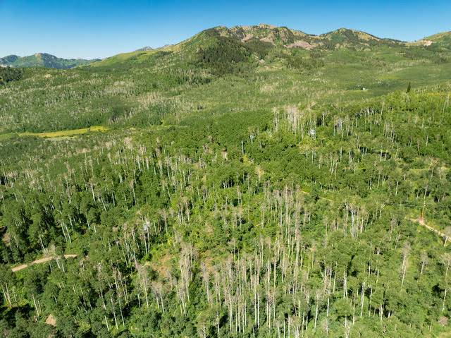 Expansive woodland terrain featuring dense deciduous and evergreen tree coverage