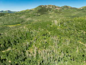 Expansive woodland terrain featuring dense deciduous and evergreen tree coverage