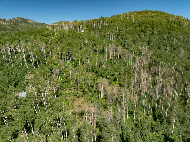 Mountainous terrain with dense tree coverage, featuring a visible structure nestled within the trees