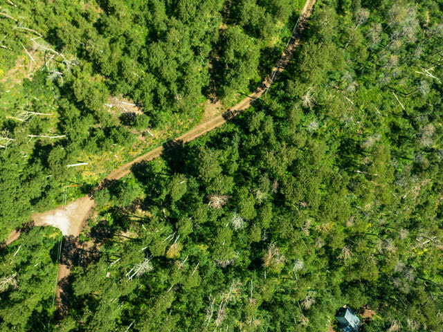 Expansive forested property featuring dense tree coverage and a natural dirt path