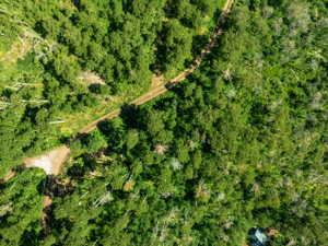 Expansive forested property featuring dense tree coverage and a natural dirt path