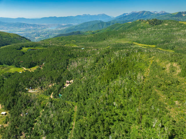 Expansive land parcel featuring dense evergreen and deciduous trees
