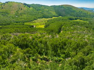 Expansive, verdant landscape featuring a dense forest canopy and rolling hills