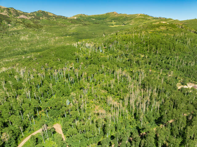 Expansive forested landscape featuring dense tree coverage, a natural dirt road, and distant mountainous terrain