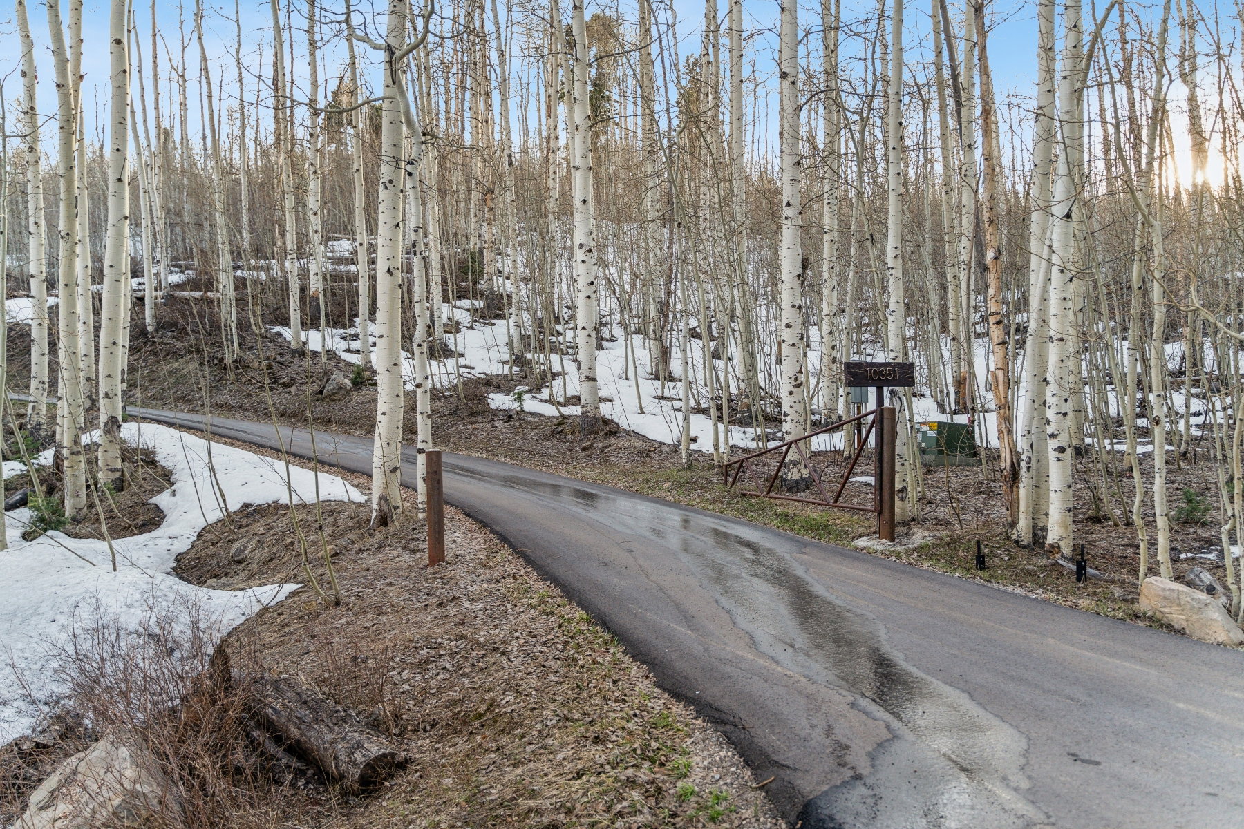 Paved driveway leading through a forest of mature aspen trees