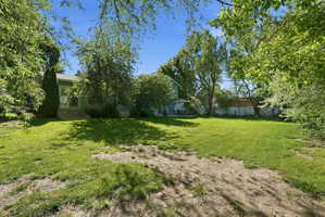 Expansive backyard featuring a large green lawn, mature trees, a light blue exterior, and a white privacy fence
